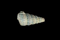 藏品(網目海蜷)的圖片